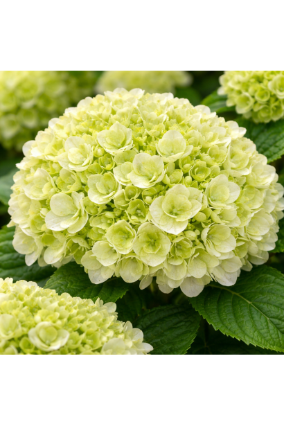 Hydrangea Doppio Fredo